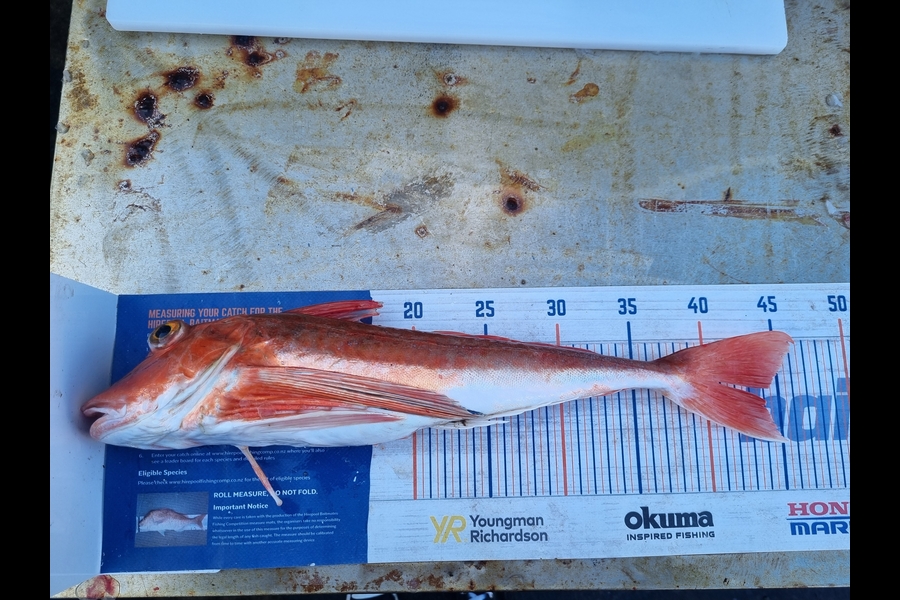 Nicola Whitmore caught this 41.0cm Gurnard at Taranaki during The Export NZ Fishing Competition