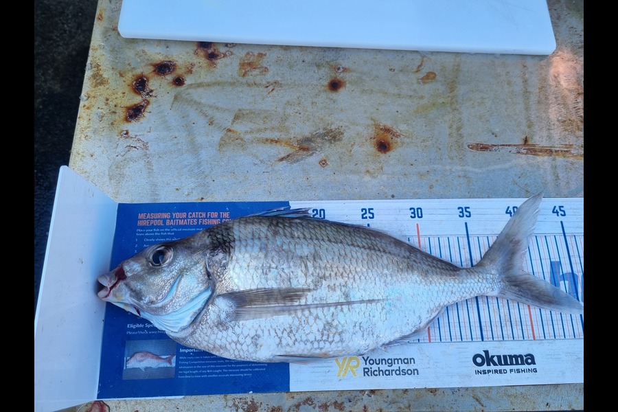 Nicola Whitmore caught this 40.0cm Tarakihi at Taranaki during The Export NZ Fishing Competition