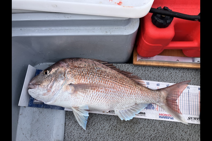 Tim  Kolk caught this 69.0cm Snapper at Nelson/Marlborough during The Export NZ Fishing Competition