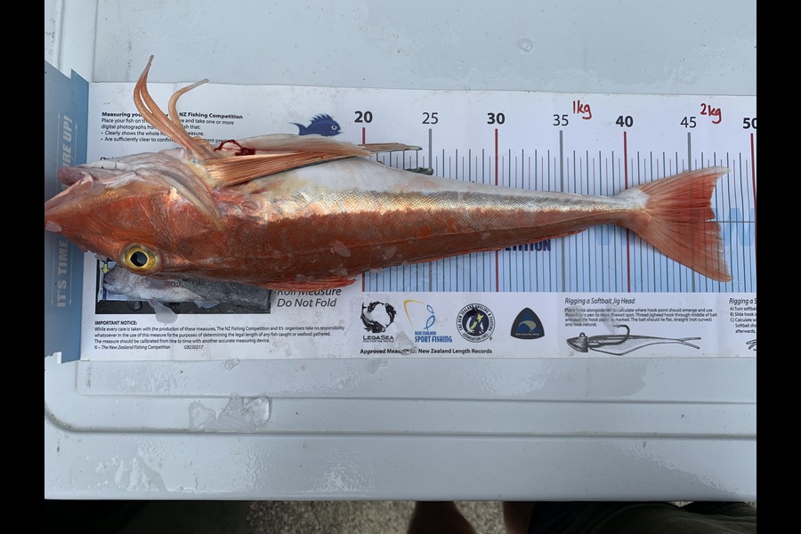 Greg George caught this 46.5cm Gurnard at Taranaki during The Export NZ Fishing Competition