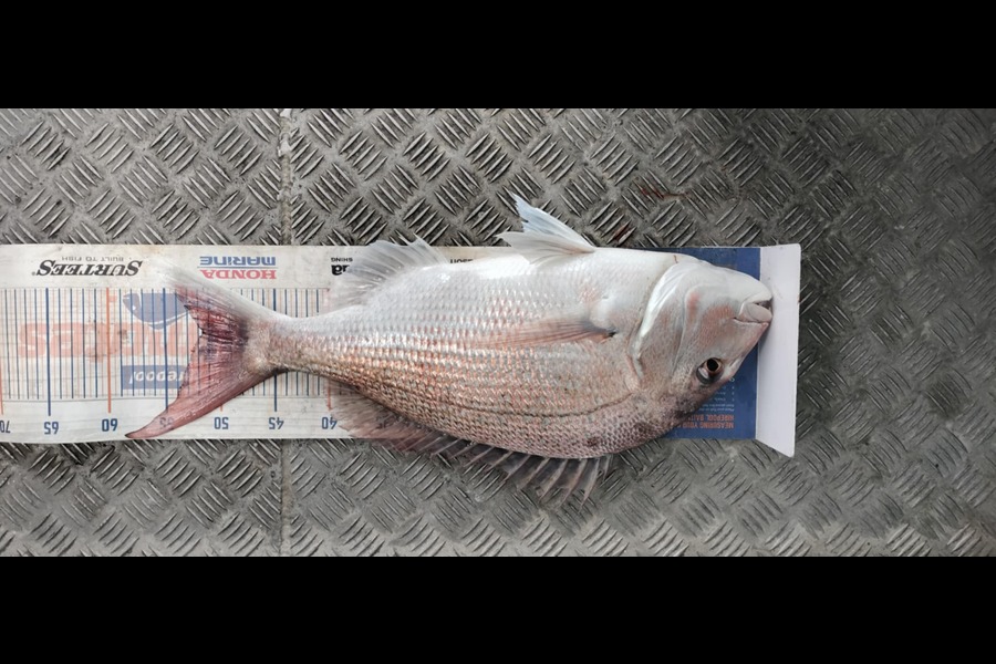 Villy McFarland caught this 51.5cm Snapper at Hawkes Bay during The Export NZ Fishing Competition
