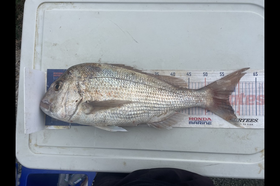 Matt Harrison caught this 56.0cm Snapper at Northland during The Export NZ Fishing Competition