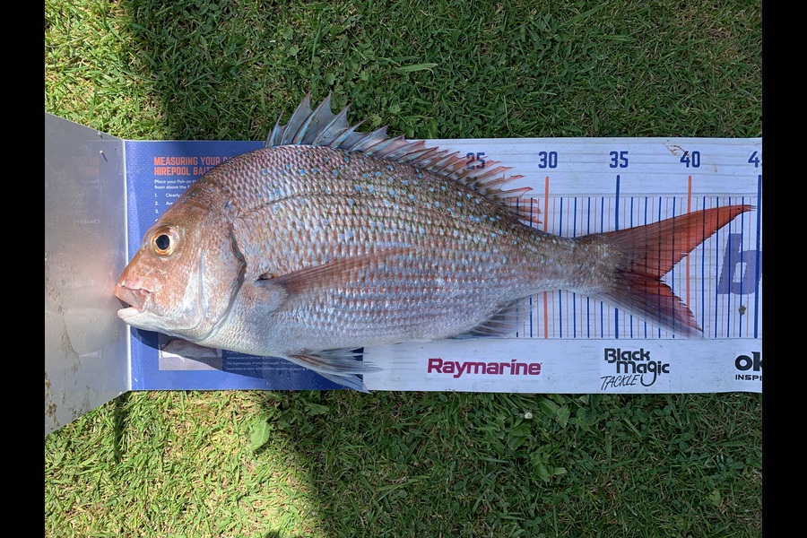 Matt  King  caught this 38.0cm Gurnard at Hawkes Bay during The Export NZ Fishing Competition