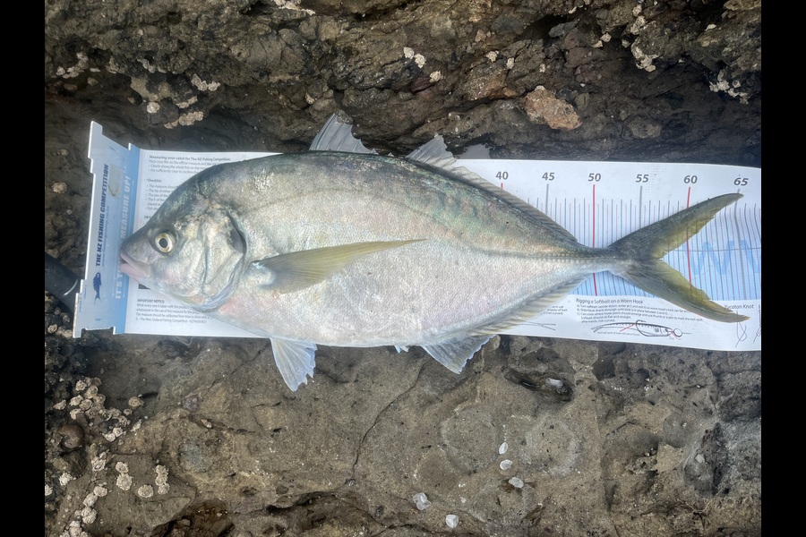 David Croucher caught this 57.0cm Trevally at Northland during The Export NZ Fishing Competition