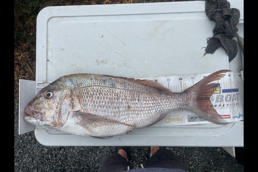 Matt Harrison caught this 71.0cm Snapper at Northland during The Export NZ Fishing Competition