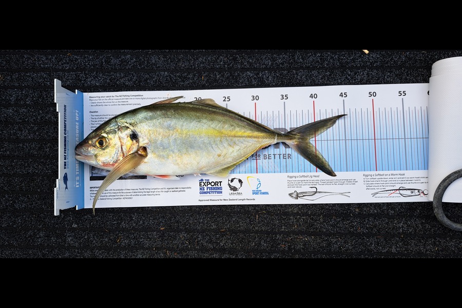 Gunner Lovich caught this 38.5cm Trevally at Coromandel during The Export NZ Fishing Competition