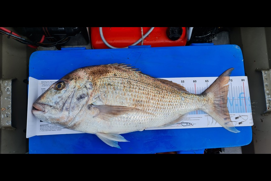 Dave Seymour caught this 72.5cm Snapper at Northland during The Export NZ Fishing Competition