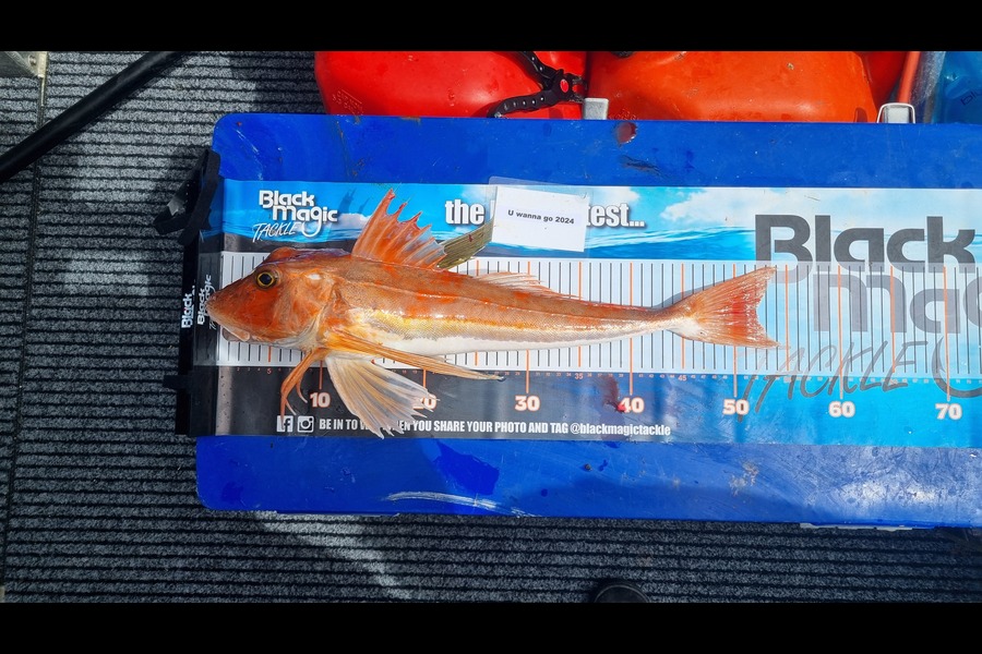 Aaron Oliver caught this 52.0cm Gurnard at Nelson/Marlborough during The Export NZ Fishing Competition