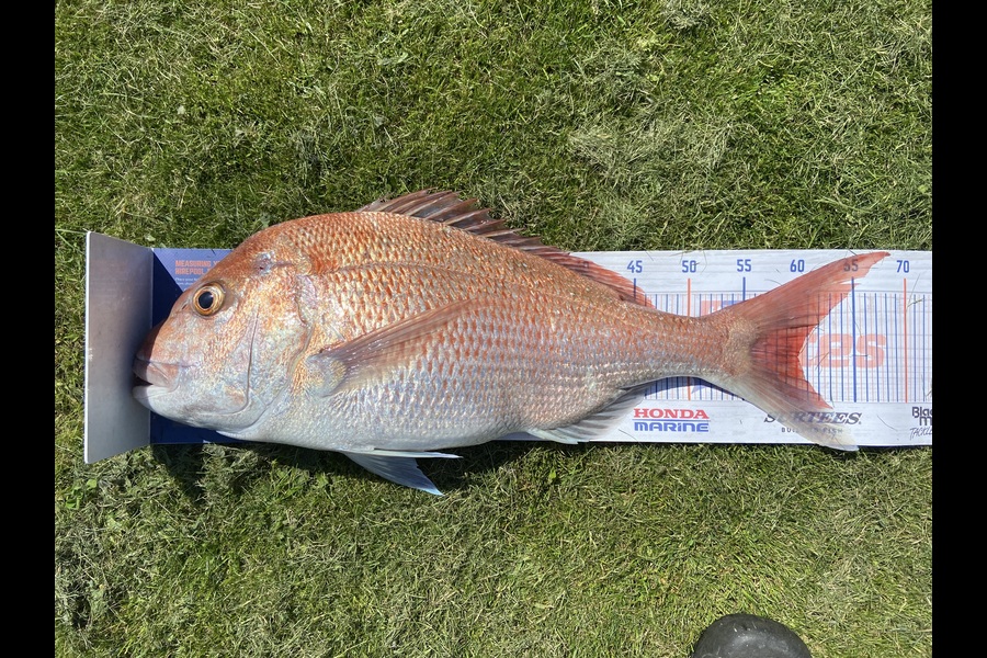 Steve Fraser caught this 60.0cm Snapper at Taranaki during The Export NZ Fishing Competition