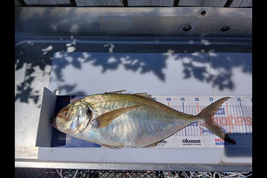 Julien Fevrier caught this 54.5cm Trevally at Bay of Plenty during The Export NZ Fishing Competition