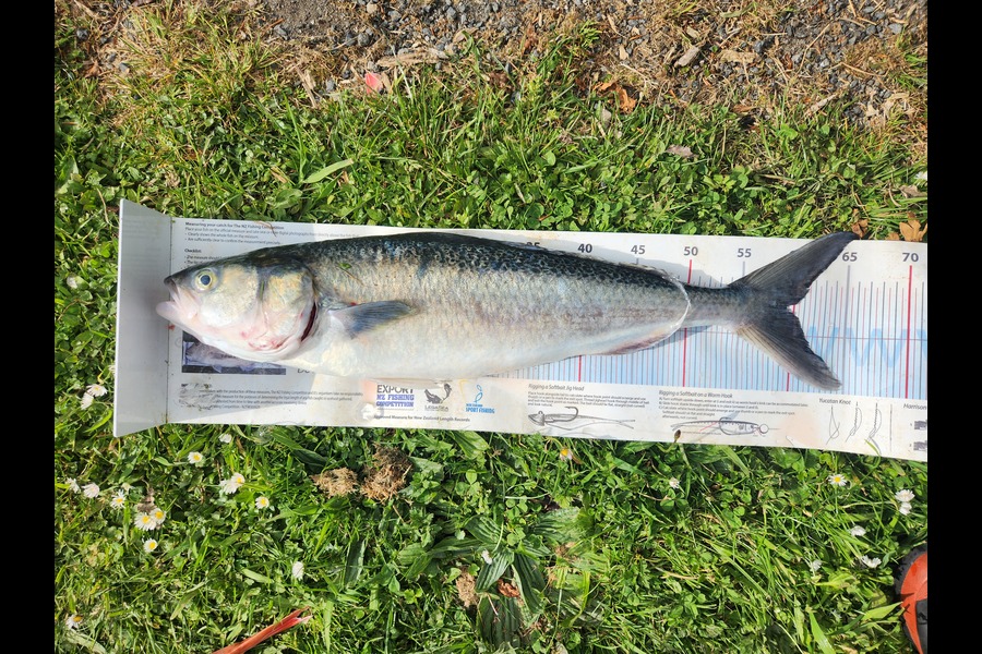 Daniel Simons caught this 59cm Kahawai at Taranaki during The Export NZ Fishing Competition