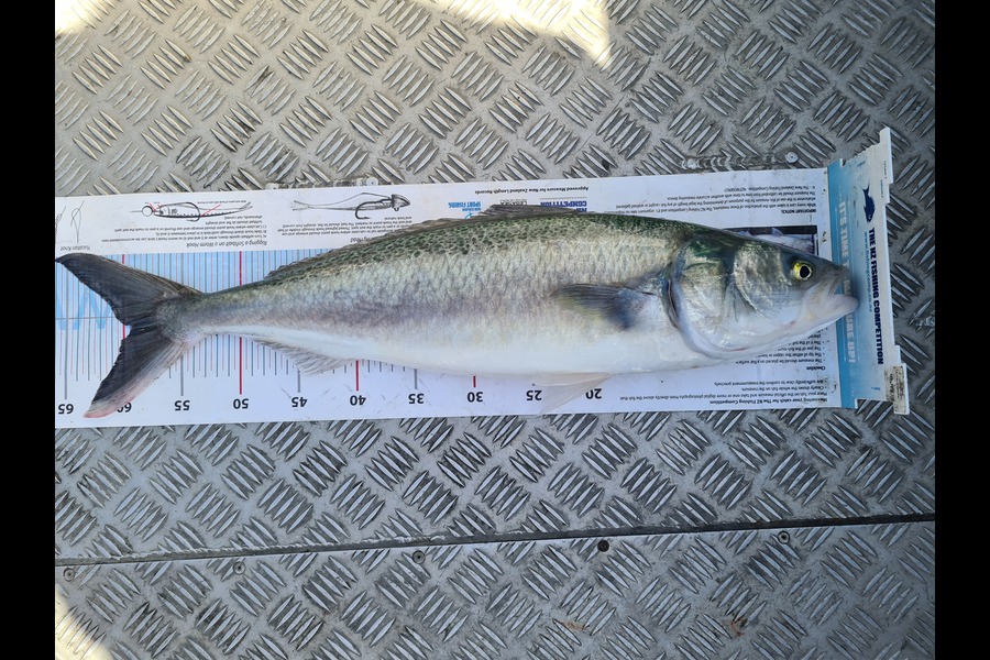 Jason Muir caught this 59.5cm Kahawai at Canterbury during The Export NZ Fishing Competition
