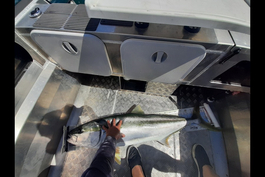 Steven Jameson caught this 123.0cm Kingfish at Coromandel during The Export NZ Fishing Competition