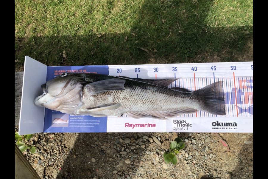 Alex Thomson caught this 47.0cm Blue Cod at Southland during The Export NZ Fishing Competition