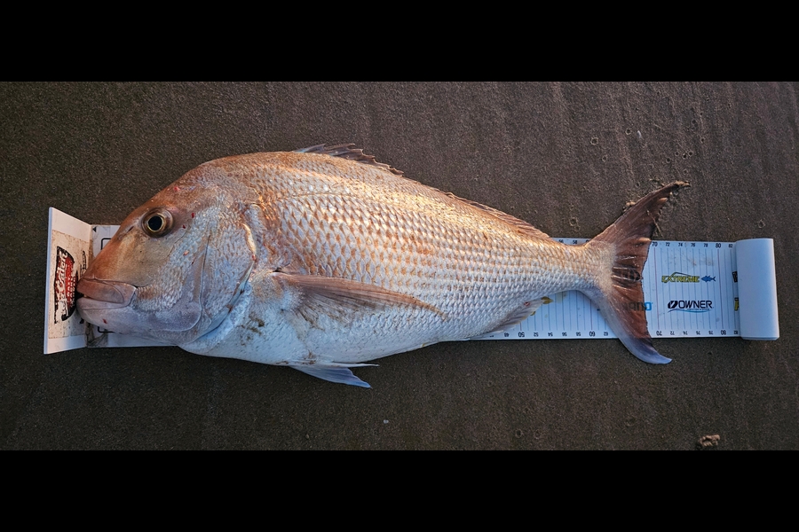 Kane Wrigglesworth  caught this 67.5cm Snapper at Northland during The Export NZ Fishing Competition