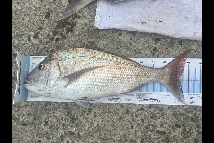 Greg Kendrick caught this 66.5cm Snapper at East Cape during The Export NZ Fishing Competition