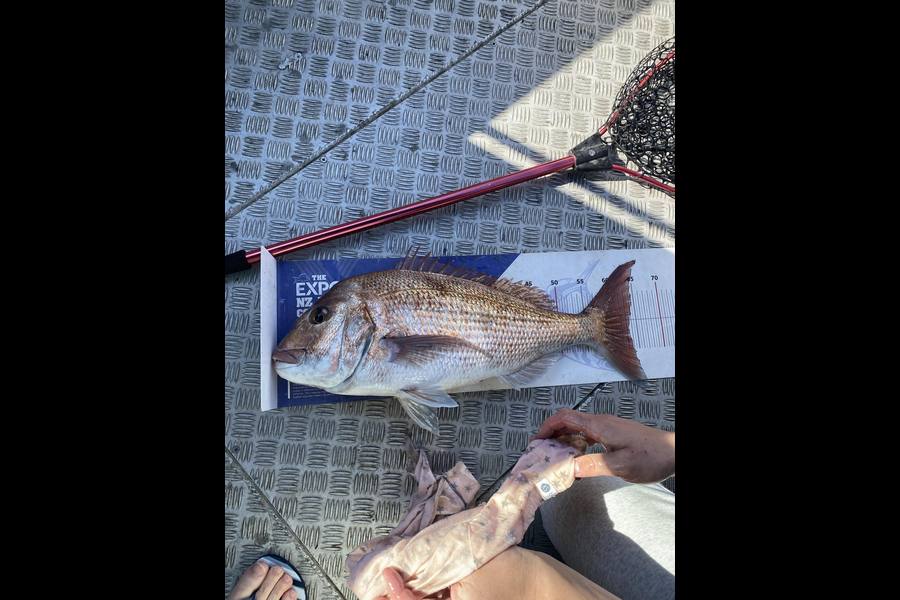 Stuart Callow caught this 63.0cm Snapper at Auckland during The Export NZ Fishing Competition