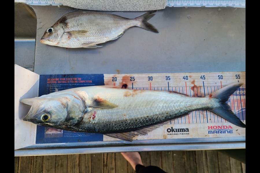 Jordan Boyd caught this 50.5cm Kahawai at Wellington during The Export NZ Fishing Competition