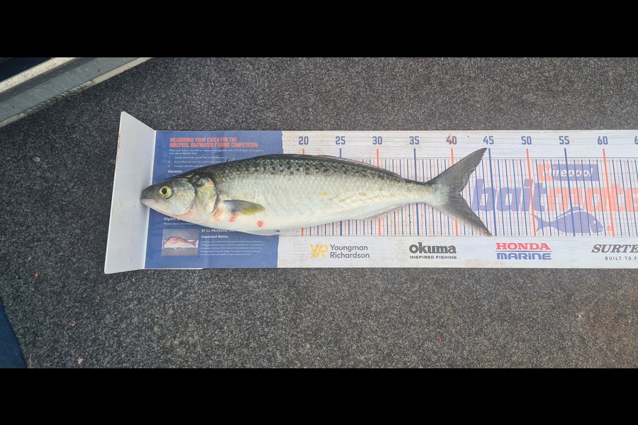 Justin Dodds caught this 40.5cm Kahawai at Northland during The Export NZ Fishing Competition