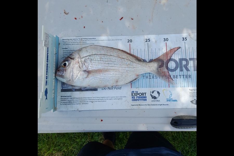 Brandon Ashton caught this 30.0cm Snapper at Nelson/Marlborough during The Export NZ Fishing Competition