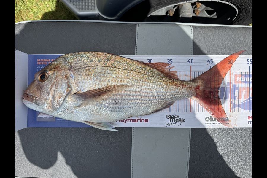 Cain Manley caught this 47.0cm Snapper at Bay of Plenty during The Export NZ Fishing Competition