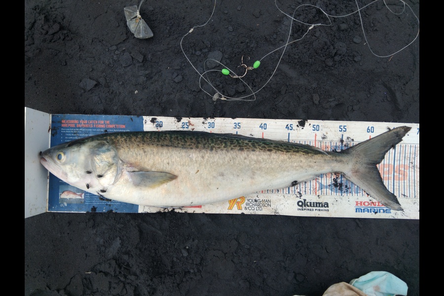Geoff Preston caught this 61.0cm Kahawai at Taranaki during The Export NZ Fishing Competition