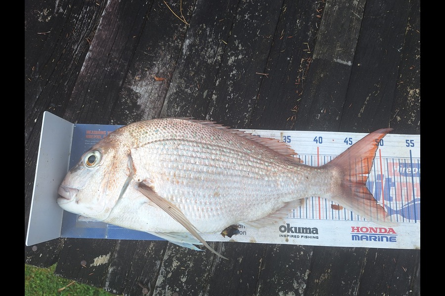 Trevor Hopson caught this 47.5cm Snapper at Coromandel during The Export NZ Fishing Competition