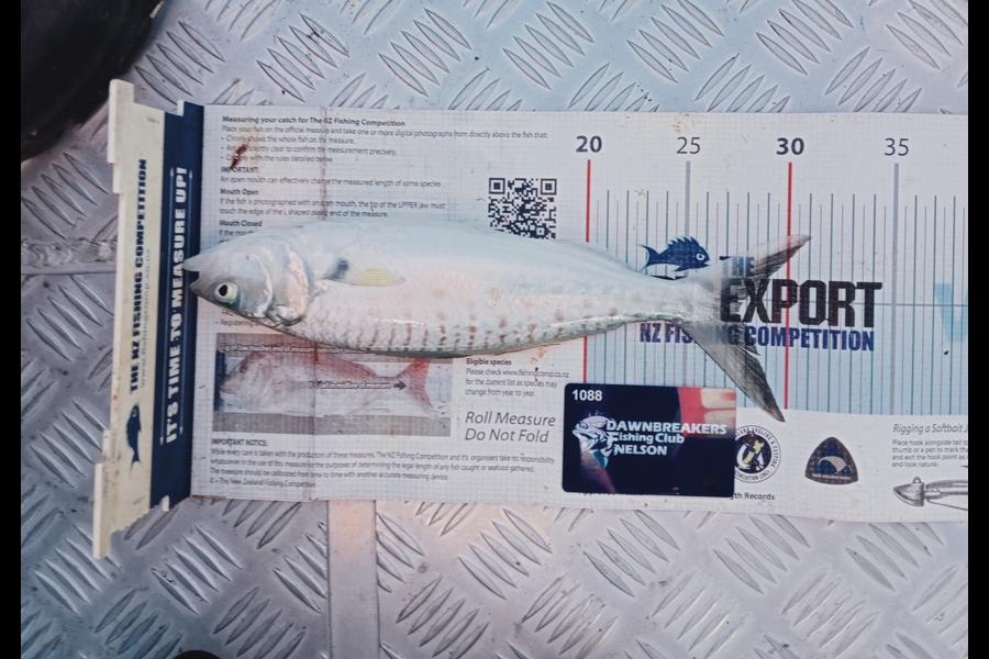 Andy Brannen caught this 27cm Kahawai at Nelson/Marlborough during The Export NZ Fishing Competition