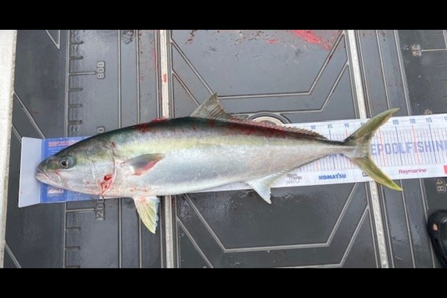Gary Allan caught this 95.0cm Kingfish at Wairarapa
 during The Export NZ Fishing Competition