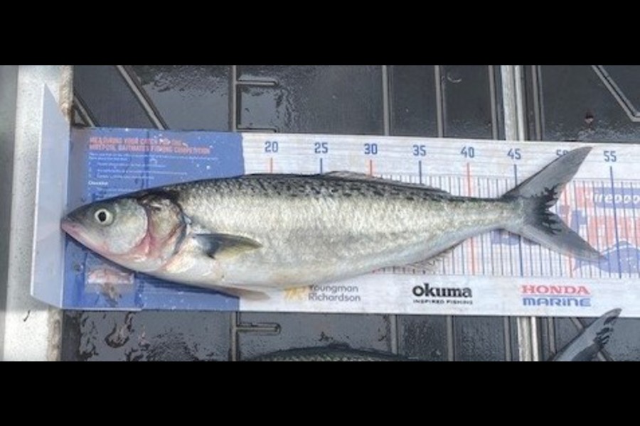 Gary Allan caught this 48.0cm Kahawai at Wairarapa
 during The Export NZ Fishing Competition