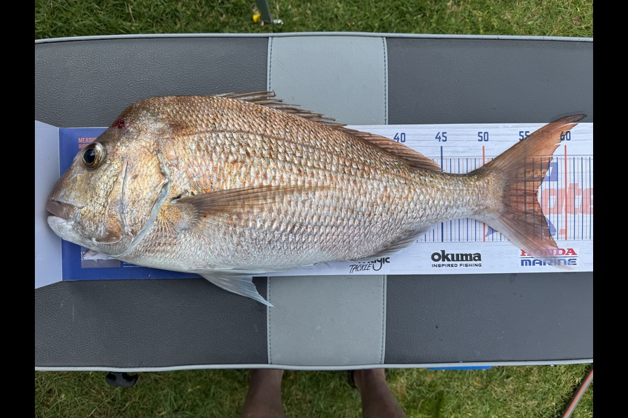 Cain Manley caught this 56cm Snapper at Bay of Plenty during The Export NZ Fishing Competition
