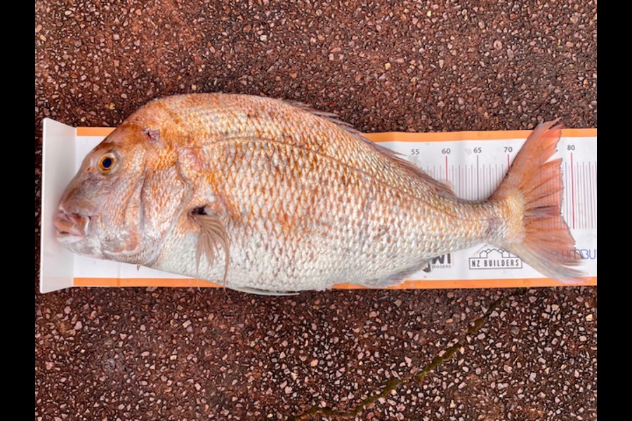Max Chung caught this 78.5cm Snapper at Northland during The Export NZ Fishing Competition