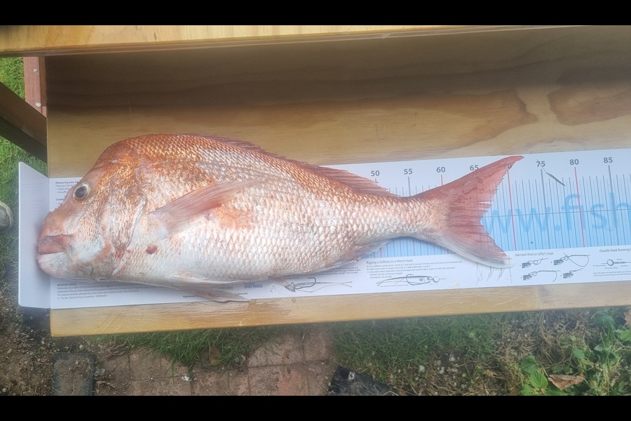 Shane Gould caught this 65.0cm Snapper at Coromandel during The Export NZ Fishing Competition