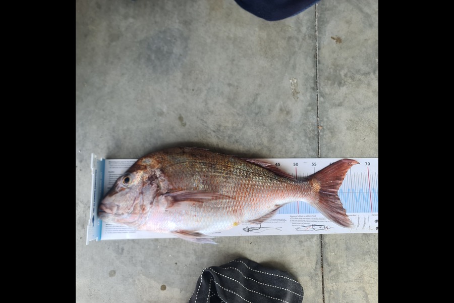 Mike Blowers caught this 61.0cm Snapper at Northland during The Export NZ Fishing Competition
