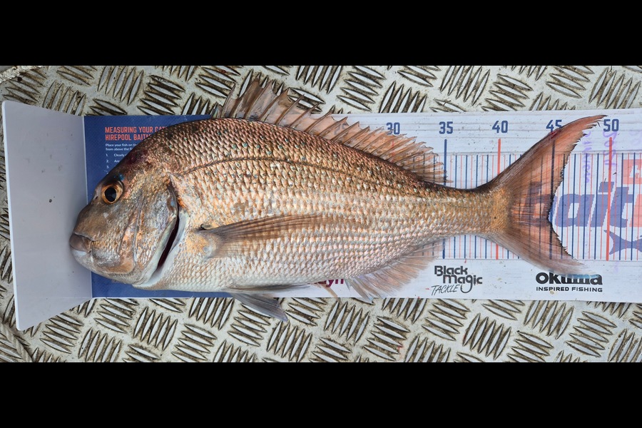 Simon Roberts caught this 44.5cm Snapper at Auckland during The Export NZ Fishing Competition