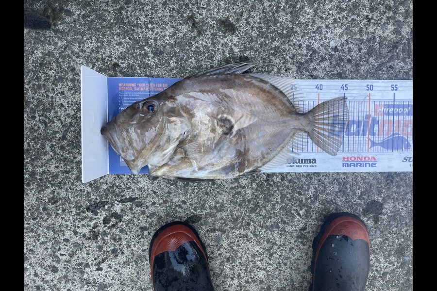 Jack Ogden caught this 46.0cm John Dory at Taranaki during The Export NZ Fishing Competition