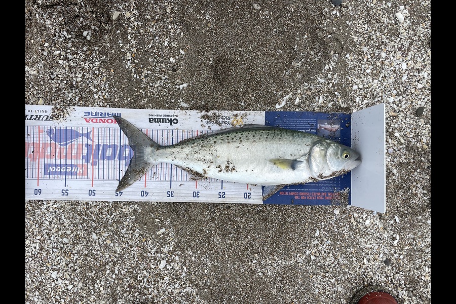 Jack Ogden caught this 42cm Kahawai at Wairarapa
 during The Export NZ Fishing Competition