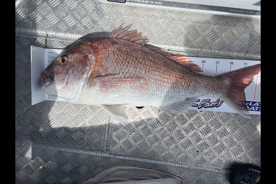 Alan  Sandrey  caught this 76.0cm Snapper at Auckland during The Export NZ Fishing Competition