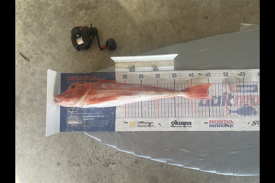 Graeme Duncan caught this 44.5cm Gurnard at Bay of Plenty during The Export NZ Fishing Competition