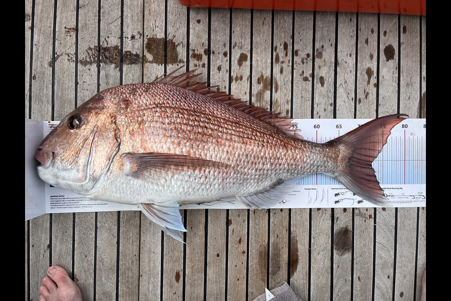 Jarred Clayton caught this 72cm Snapper at Northland during The Export NZ Fishing Competition