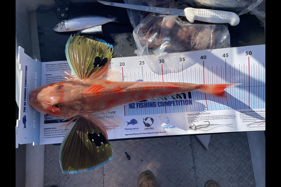 Jody Hann caught this 44.5cm Gurnard at Taranaki during The Export NZ Fishing Competition