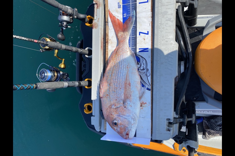 Mark Ray caught this 50.5cm Snapper at Bay of Plenty during The Export NZ Fishing Competition