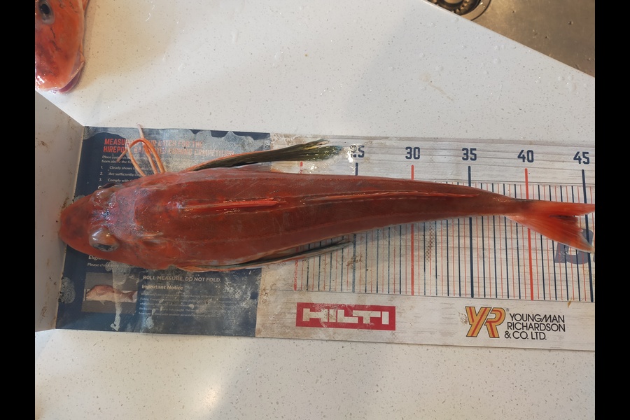 Laurence Knighton caught this 44.0cm Gurnard at Canterbury during The Export NZ Fishing Competition