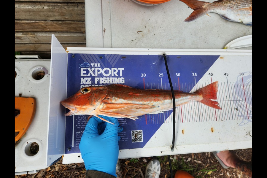 Al Ronberg caught this 41.0cm Gurnard at Auckland during The Export NZ Fishing Competition