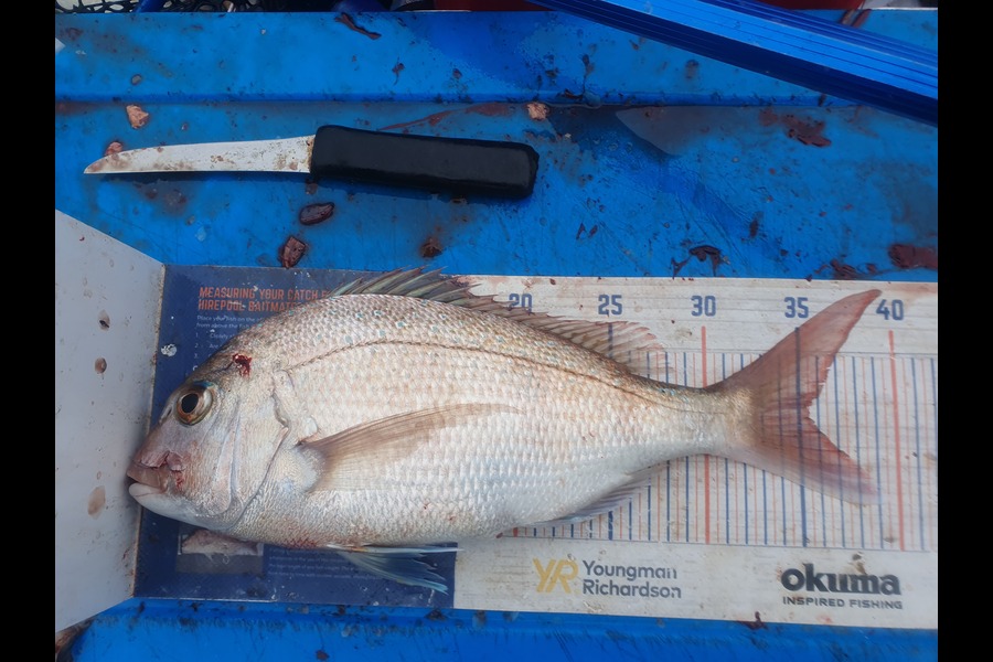 Dan Musson caught this 35.5cm Snapper at Wellington during The Export NZ Fishing Competition