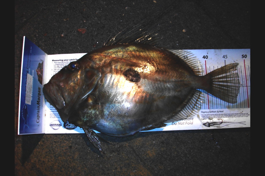 Jason Shallcrass caught this 48.0cm John Dory at papamoa during The Export NZ Fishing Competition