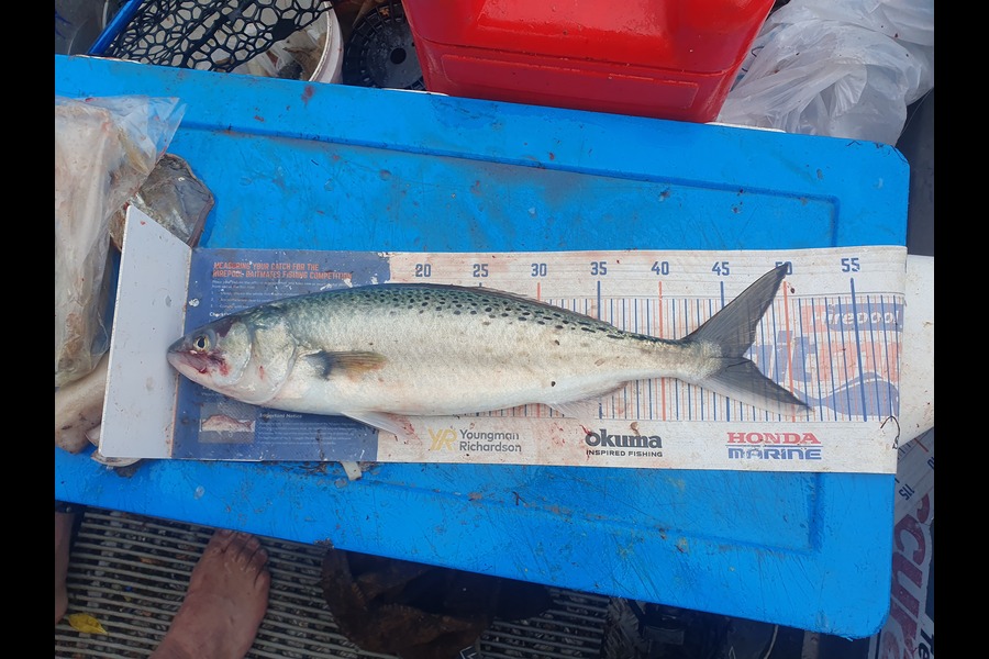 Dan Musson caught this 46cm Kahawai at Wellington during The Export NZ Fishing Competition
