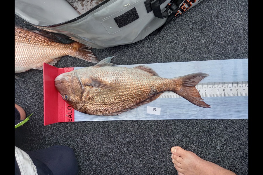 Mike Crawford caught this 61.5cm Snapper at Northland during The Export NZ Fishing Competition