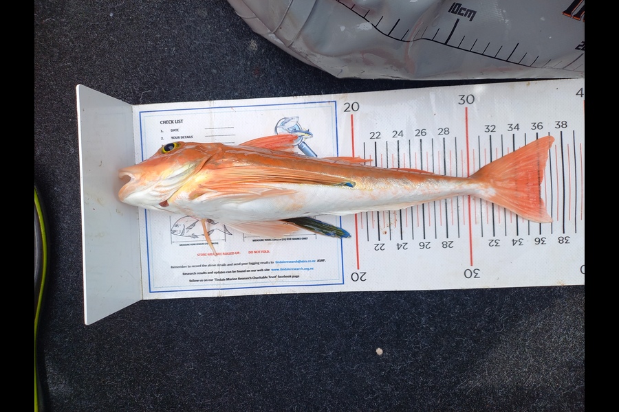 Andrew Tohu caught this 36.0cm Gurnard at Northland during The Export NZ Fishing Competition