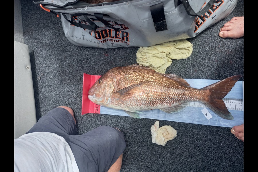 Bruce Hooper caught this 80.0cm Snapper at Northland during The Export NZ Fishing Competition